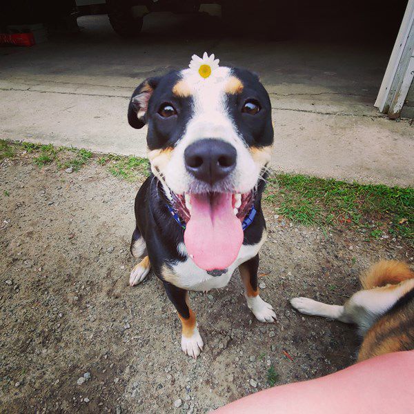 Pet Star 25.jpg